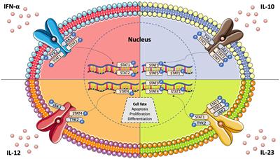 Janus kinase inhibitors in systemic lupus erythematosus: implications for tyrosine kinase 2 inhibition